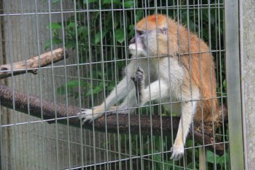 <p>The Patas monkey in an omnivore</p>