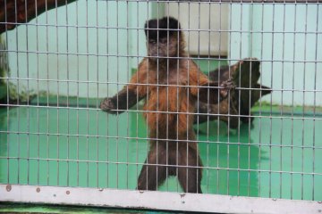 <p>The tufted capuchin is a native of the Amazonian rain forests of South America</p>