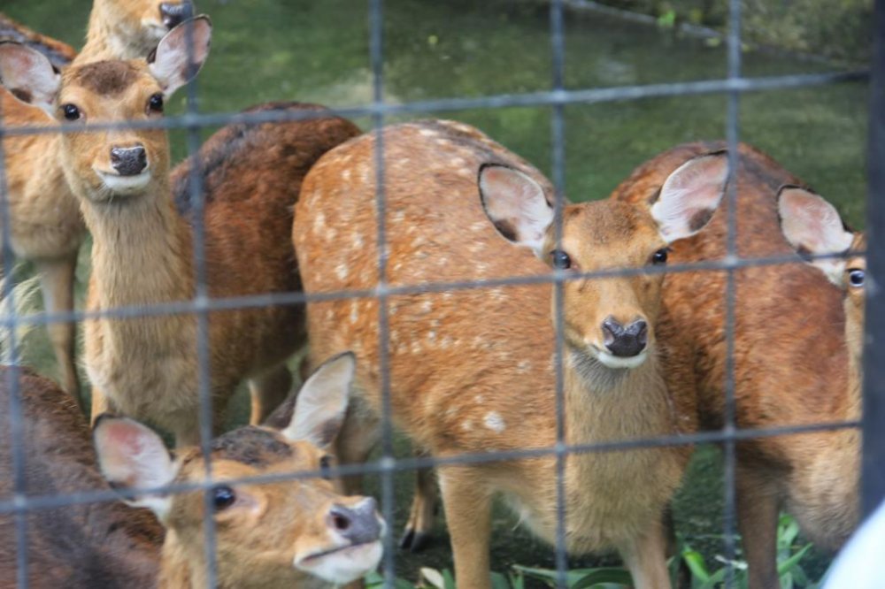 Un petit troupeau de cerfs de Taiwan vit au Nature Land du Zoo d&#39;Okinawa
