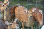 Les Mammifères du Zoo d'Okinawa