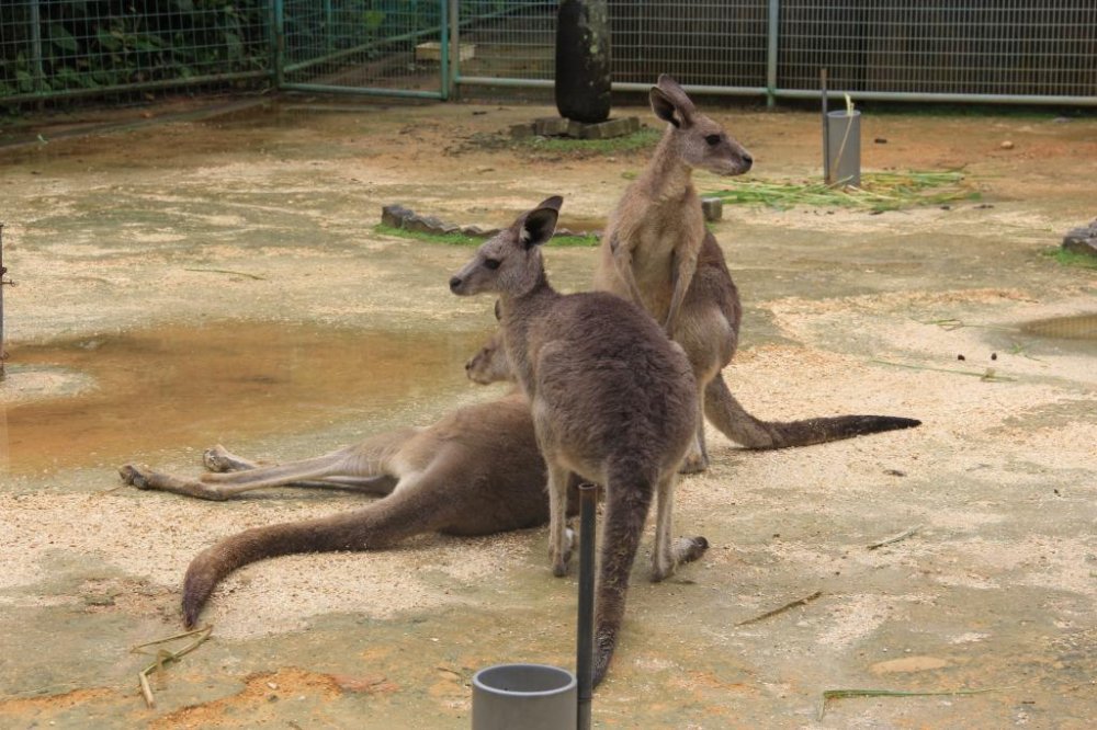 Un lieu r&eacute;serv&eacute; au saut pour un groupe de kangourous
