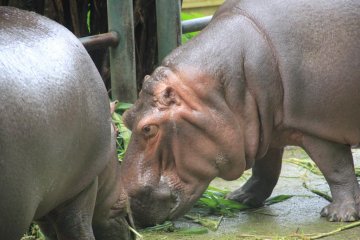 <p>Two hippopotamus feed in their pen at the Okinawa Zoo&#39;s Nature Land</p>