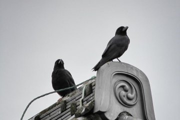 ... and crows
