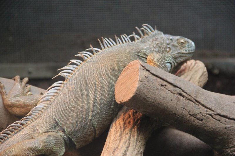 <p>The green iguana is a strong and agile climber and swimmer</p>