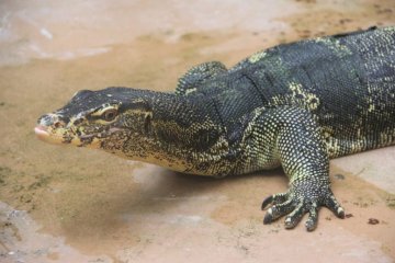 <p>Water Monitors&#39; native range is from the Indian subcontinent to indonesia</p>