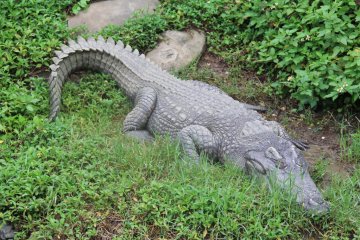 <p>Let a sleeping crocodile be</p>