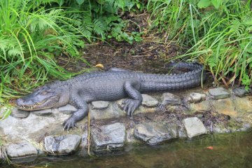 <p>American alligators have a broader nose and smaller teeth than crocodiles</p>