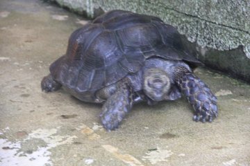 <p>The Asian forest tortoise is the largest tortoise native to Asia</p>