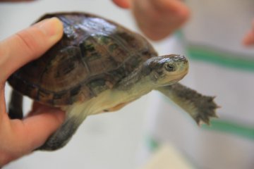 <p>Hold and play with turtles as well as chicks, goats, rabbits and guinea pigs at the Okinawa Zoo&#39;s Petting Zoo</p>