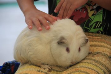 <p>Holding and petting the guinea pigs is free</p>