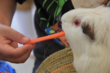 <p>Visitors can feed the guinea pigs for 100 yen per cup of food</p>