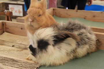 <p>The rabbits at the Petting Zoo are of the fluffy variety</p>