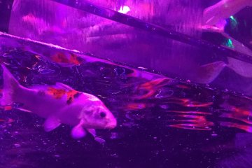 It is impossible not to cool off surrounded by dazzling goldfish.