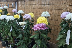 There are pots and pots of chrysanthemums in various colors