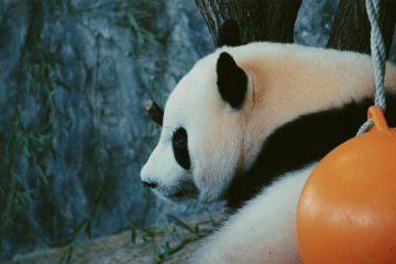 Wakayama's beloved pandas