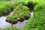 Khu vườn thực vật Hakone ở Wetlands