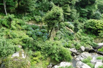 <p>ดงดอกไฮเดรนเยียขึ้นทั่วริมฝั่งแม่น้ำ</p>