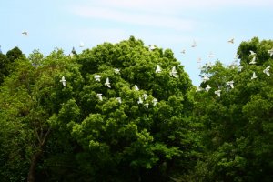 บรรยากาศของสวนสงบ ด้านล่างมีฝูงนกพิราบบินวนต้นไม้!