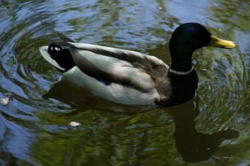 The "urban" mallard duck of Sapporo