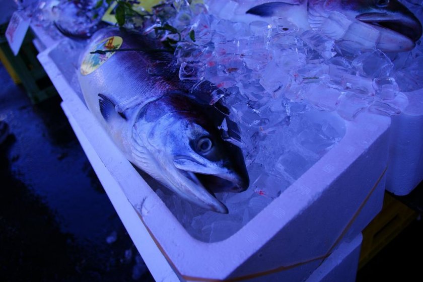 Ikan segar di Hakodate