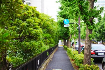 The leafy roads surrounding Kasumigaseki Station
