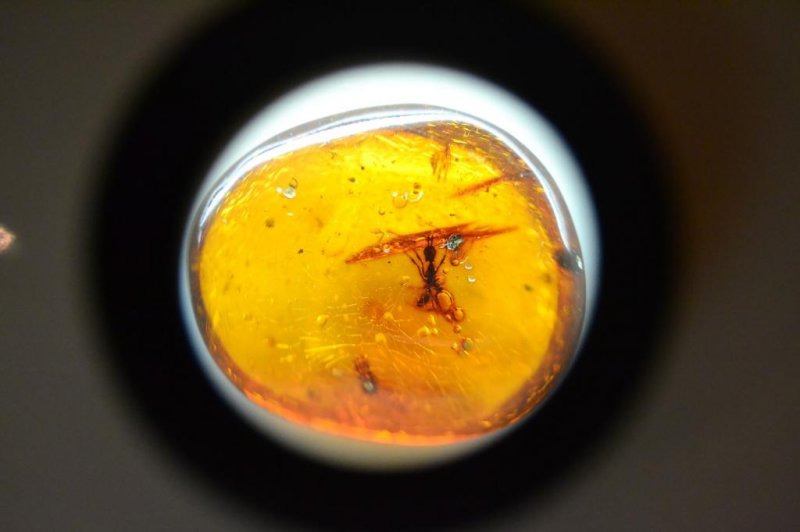 <p>현미경 아래로 보이는 화석화 된 개미와 다른 곤충들!</p>