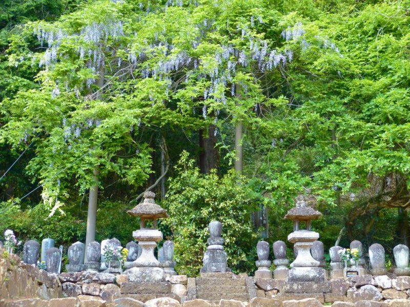 Mysterious wisteria with no roots, and the gravestones of priests