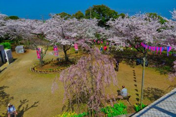 View of Cherry Trees from platform