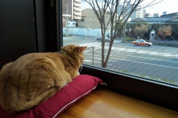 <p>A cat looking outside</p>