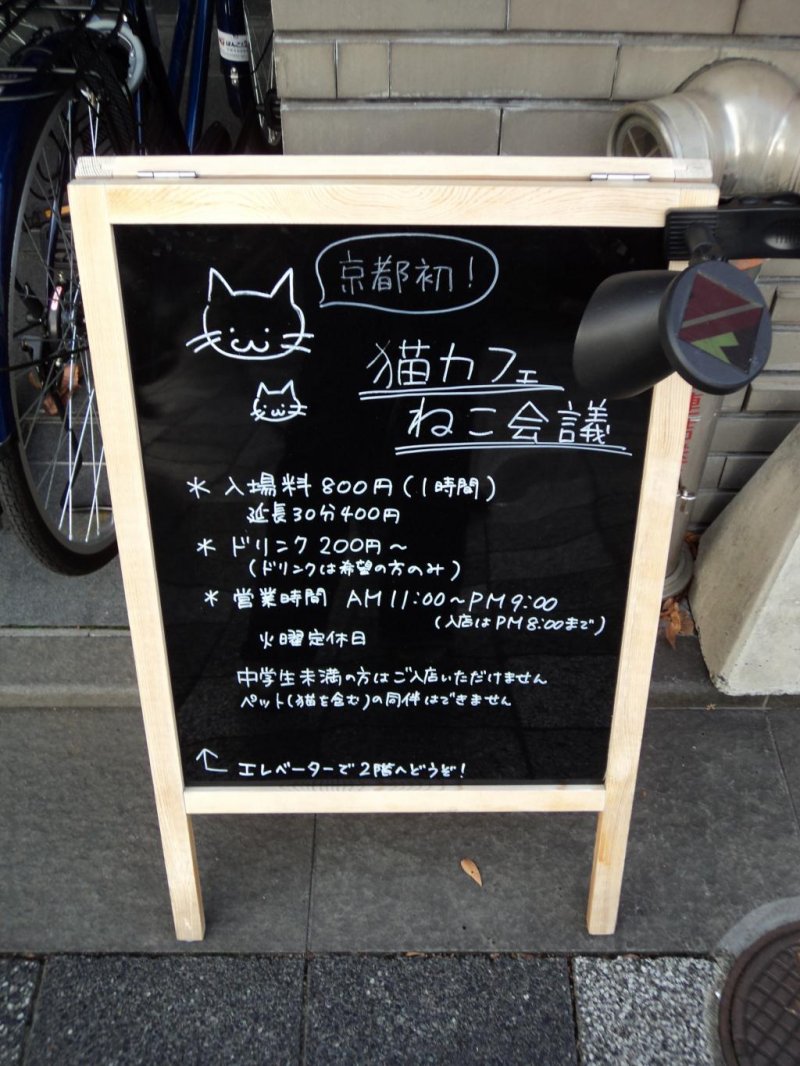 Nekokaigi Cat  Cafe  Shiyakusho mae Kyoto  Japan Travel 