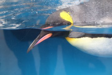 Плавающий пингвин