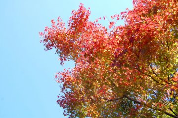 ใบไม้เปลี่ยนสี