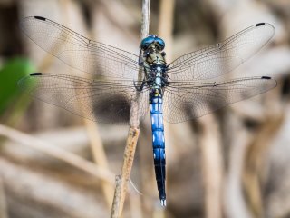 A White-Tailed Skimmer (Orthetrum albistylum speciosum), one of the species of dragonfly here