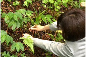 Experience the harvesting of wild vegetables