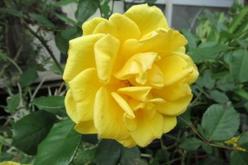 Роза в Ямадэре