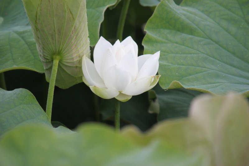 Beautiful white lotus flower