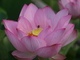 A small bee seeking nectar
