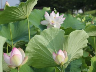 A sea of lotus