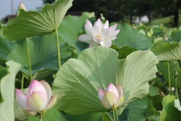 A sea of lotus