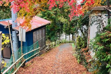 Autumn colors on a path above the Tama River