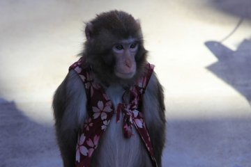 【东京吃喝玩乐】东京—耍猴