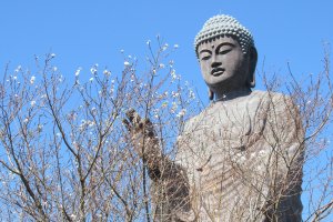 Амида Будда и сакура осенью