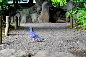 A pigeon stops to enjoy the serene sounds of the nearby waterfall