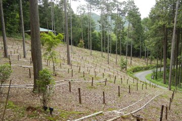 Trees protect the newly planted eco graves