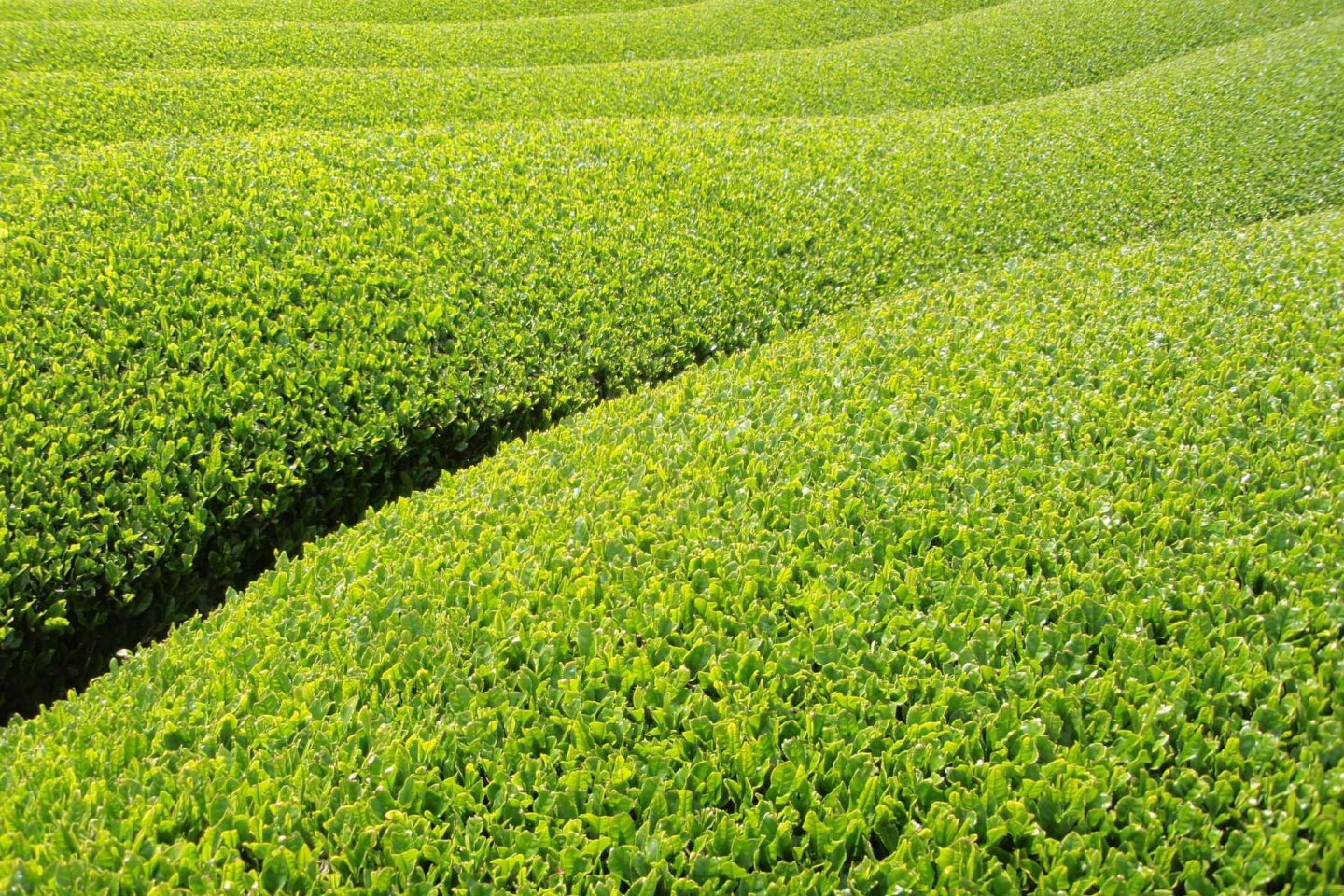 Flushing tea fields