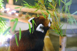 You can get a really great view of the Red Pandas - definitely one of my favourites
