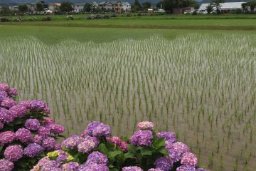 The surrounding mountains and rice fields make for a visual treat