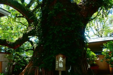 The huge camphor tree that has been standing here for 800 years