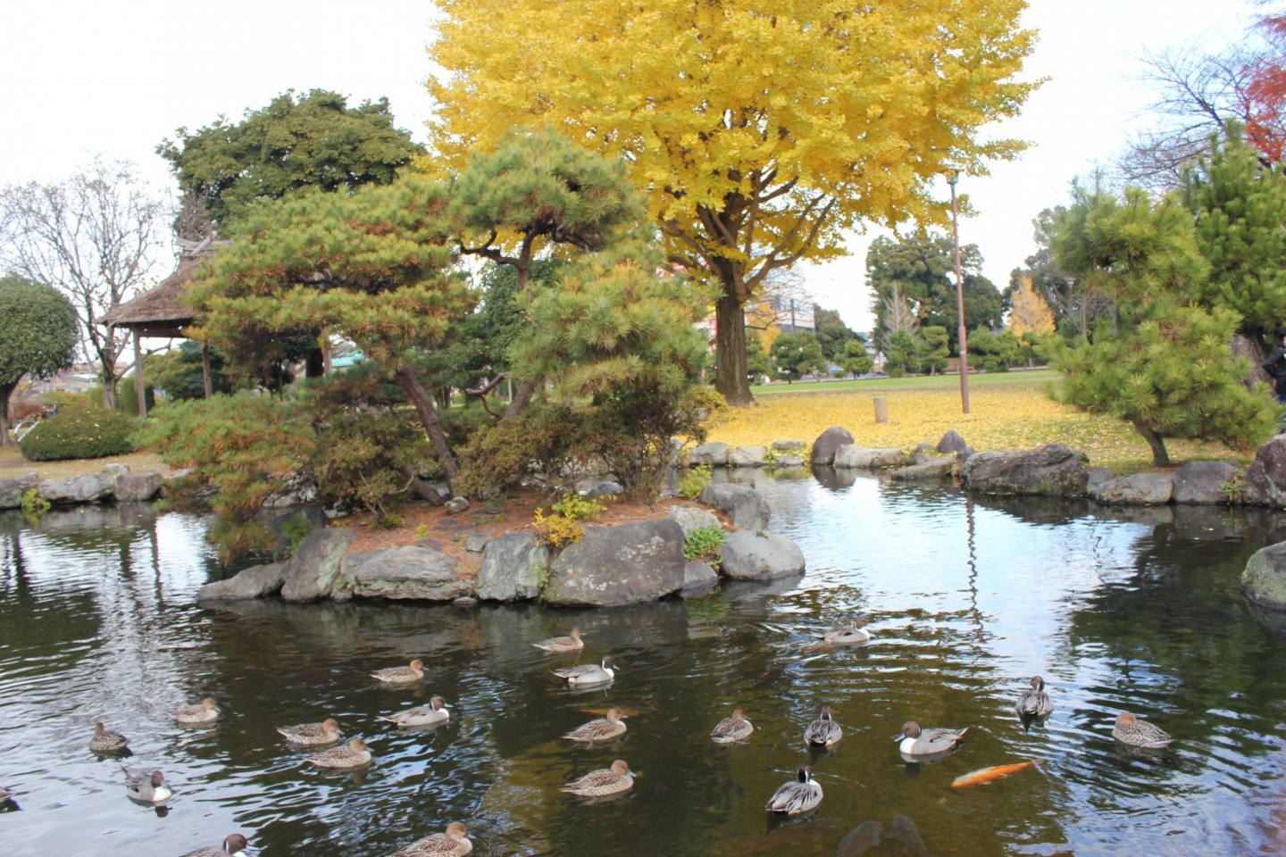 Công viên Suijyou vào mùa thu