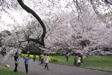 Сакура в парке Коганэй